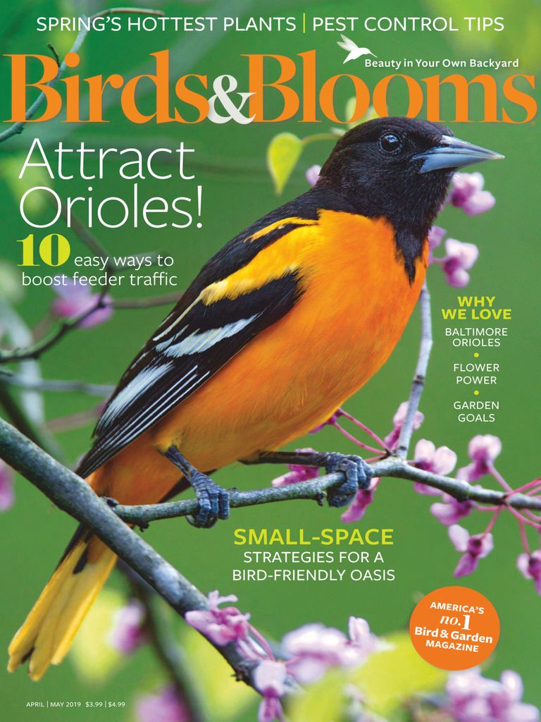 How to Identify Orchard Orioles - Birds and Blooms