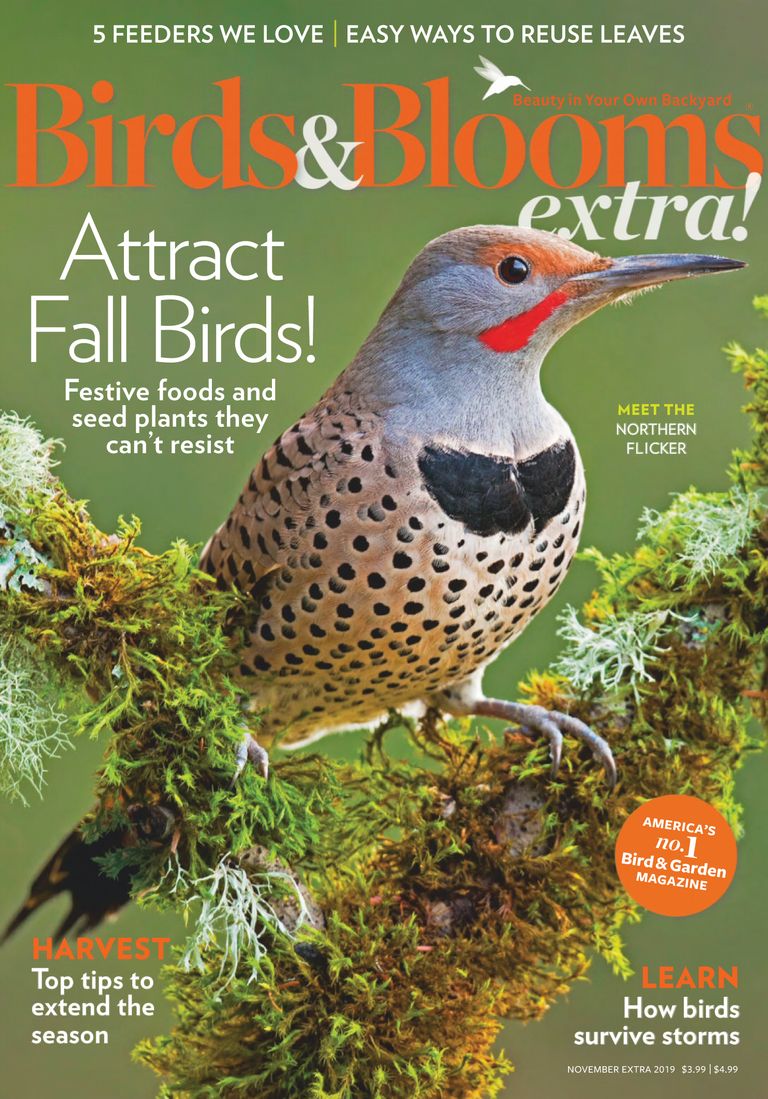 Birds and Blooms Extra November 2019 (Digital) - DiscountMags.com