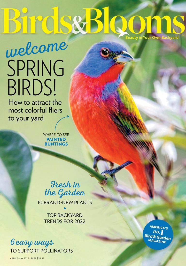 How to Attract Oriole Birds to Your Backyard - Birds and Blooms