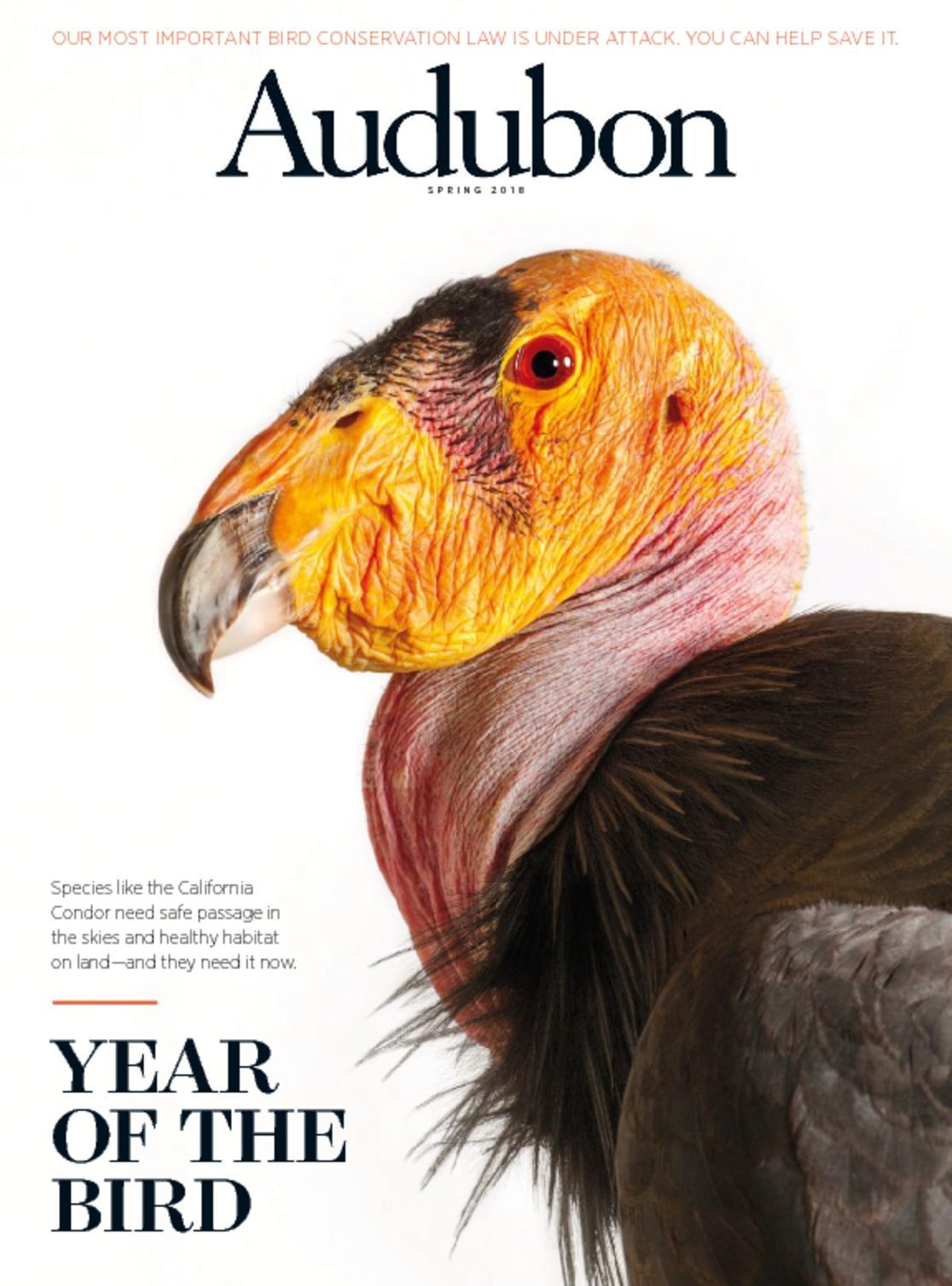 Audubon Magazine Subscription Discount Birds and Nature